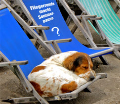 Faule Hunde Fliegerrunde? Mitnichten